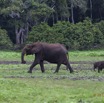 056 LOANGO Inyoungou Prairie avec Troupeau Elephants Loxodonta africana cyclotis 12E5K2IMG_79049wtmk.jpg